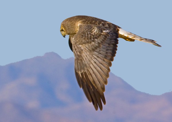 Male Northern Harrier