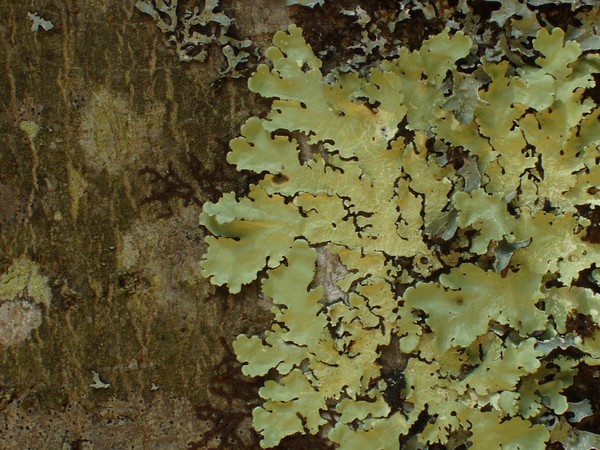 Lichen