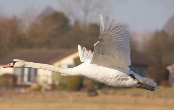 Fly past