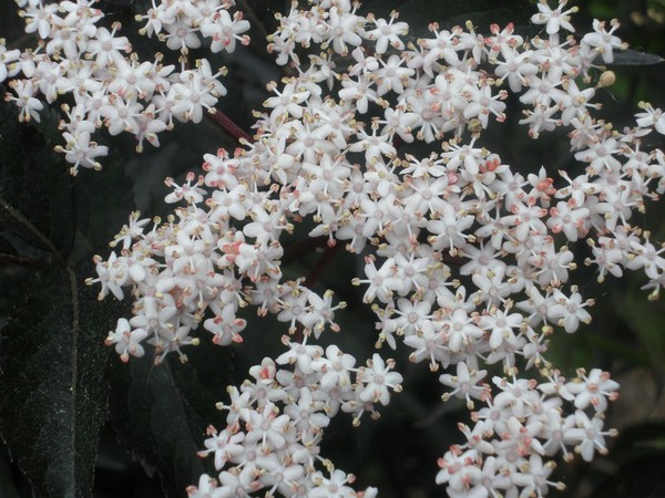Unique Flowers