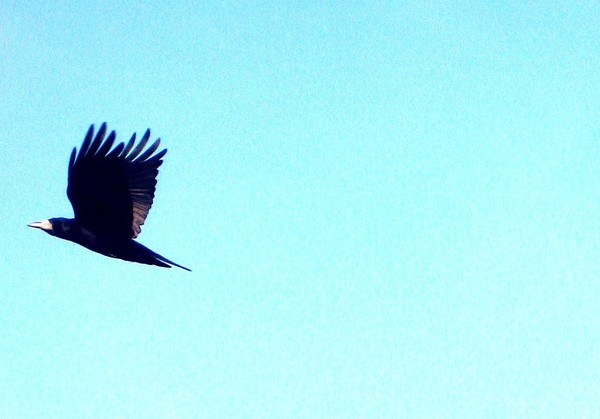 Freedom.