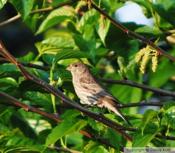 Sparrow in  Tree
