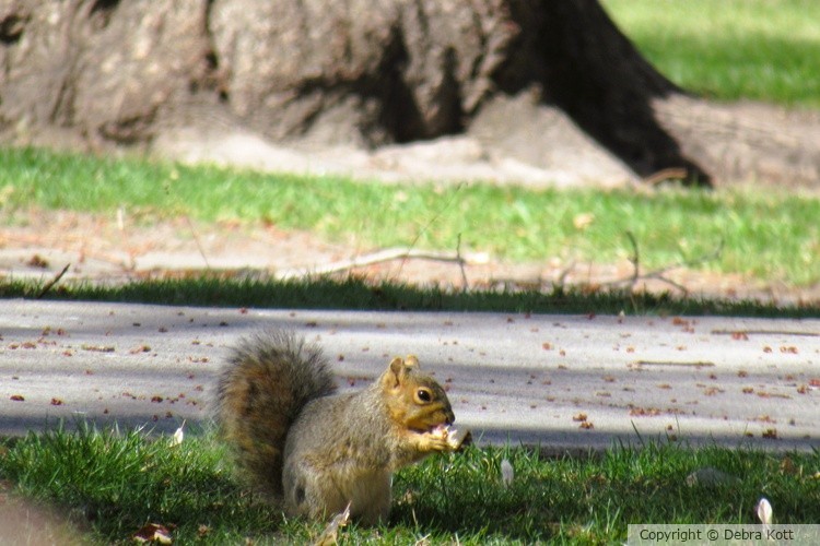 Squirrel
