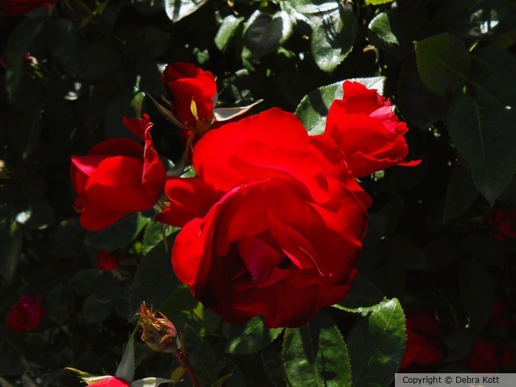 Red Rose