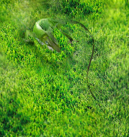 Wildlife