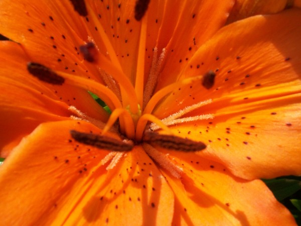 Orange Dream Lily