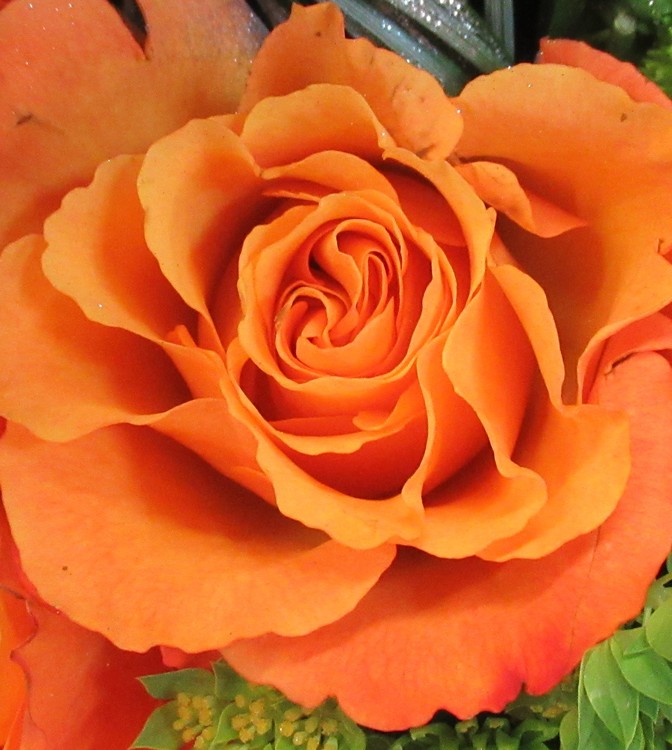 ORANGE ROSE