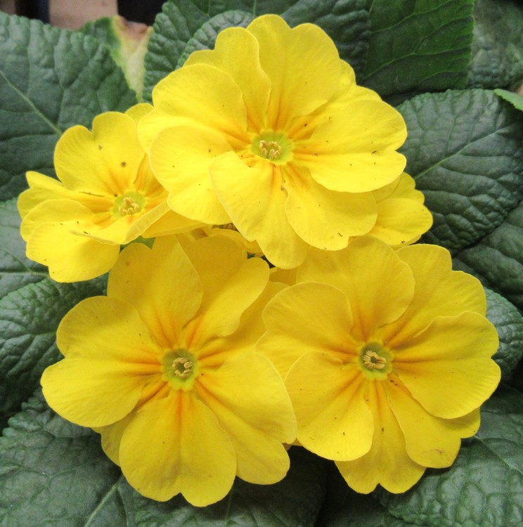 YELLOW PRIMULA