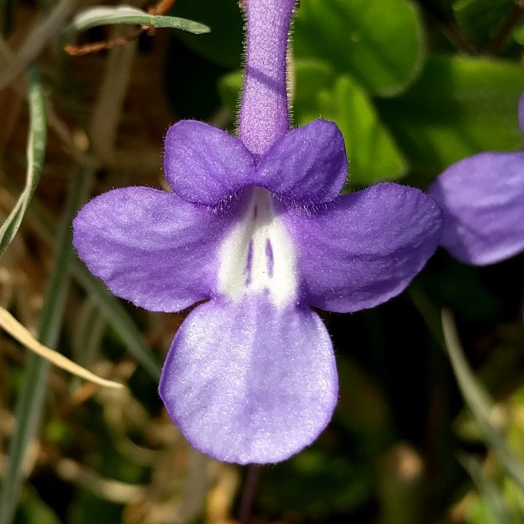 BLUE FLOWER