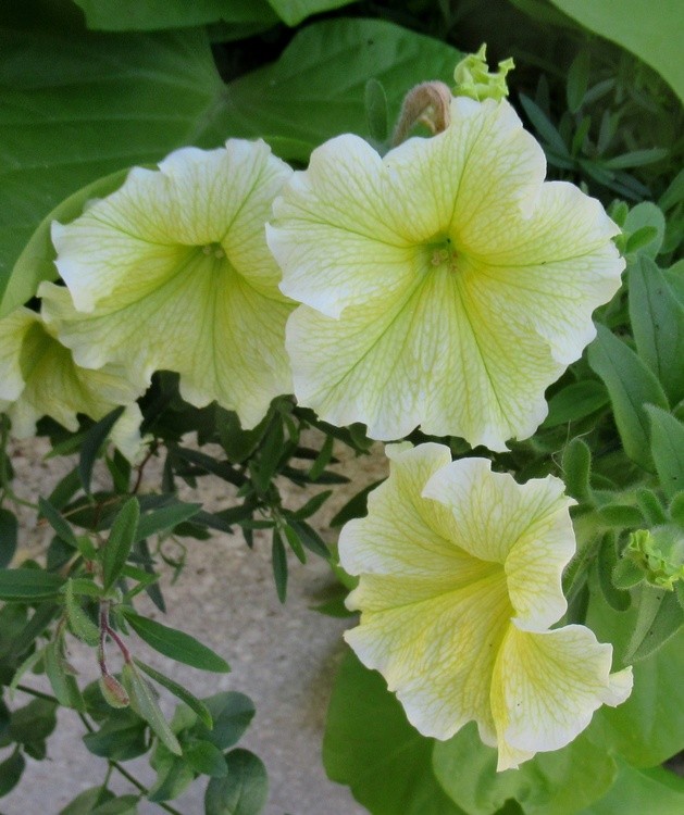 PALE YELLOW PETUNIAS