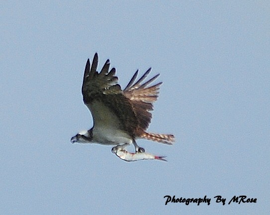 Osprey with dinner