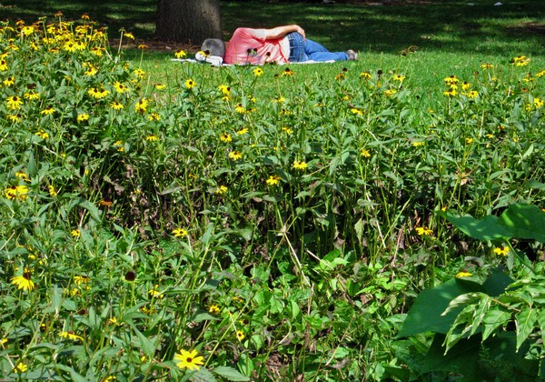 Afternoon Nap