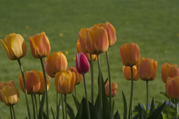 the red tulip