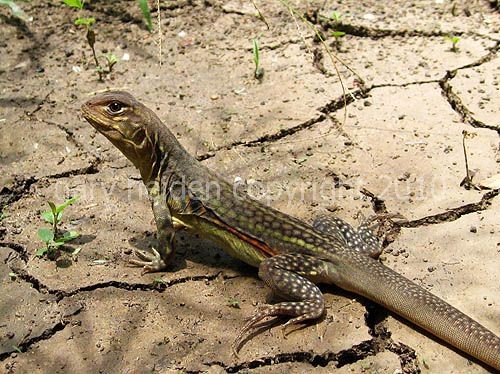 Beautiful Butterfly Lizard
