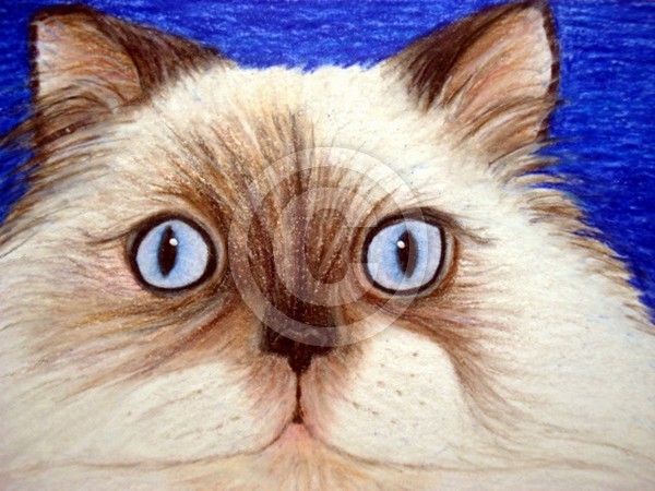 Sassy the Himalayan Cat