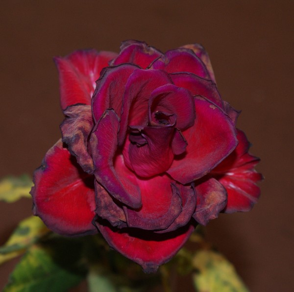 Dying Token
