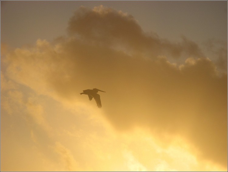 Sunset Pelican