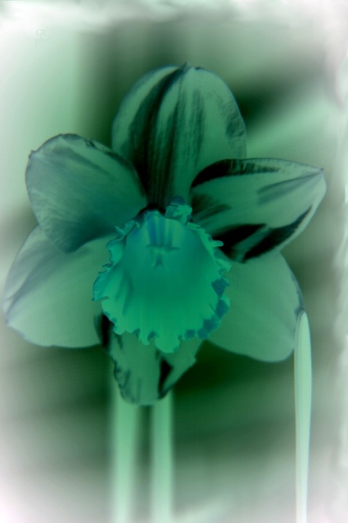 Flower green