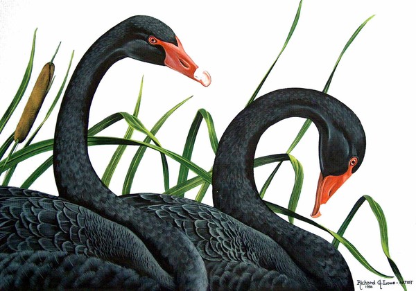 Black Swans