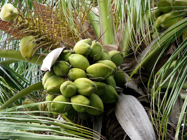 coconut