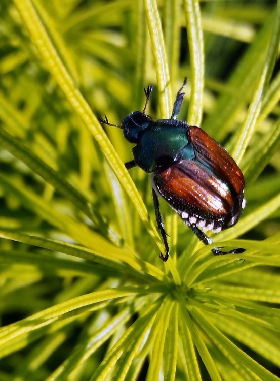 Beetle