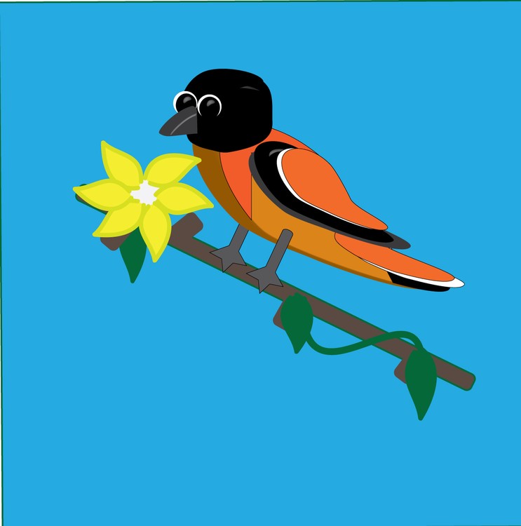 Baltimore Oriole