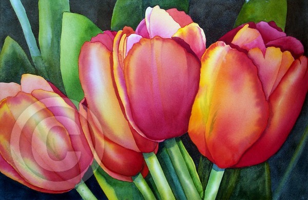 Red Tulips