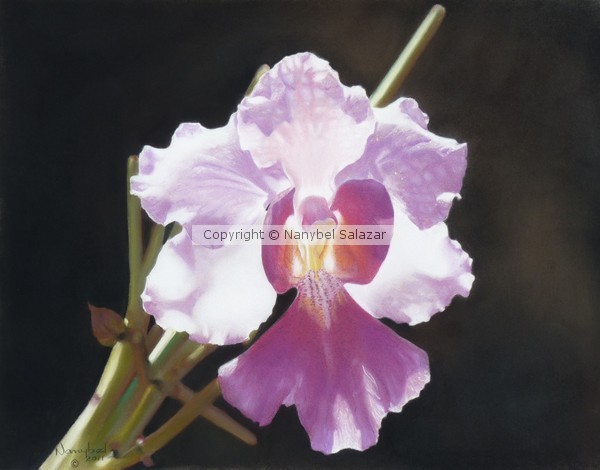 Translucent Orchid