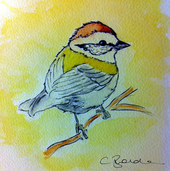 Bird