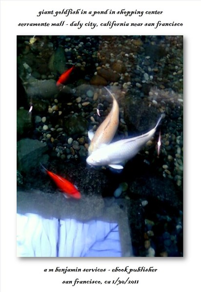 Goldfish in a pond