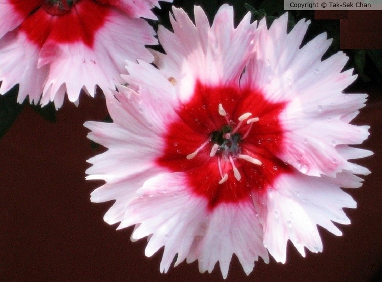 Dianthus chinensis 07-21-2006