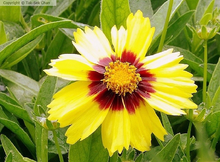Coreopsis basalis, Russell's, Wayland, MA, 07-02-2023