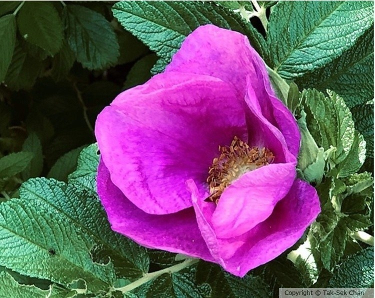 Rosa rugosa, JBWR, NYC, 05-14-2024
