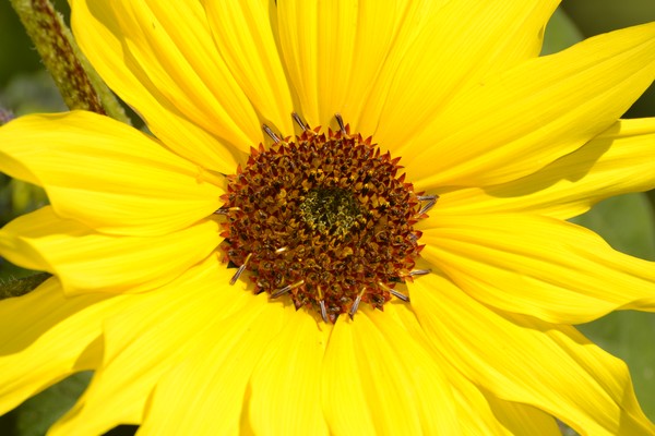 Sunshine