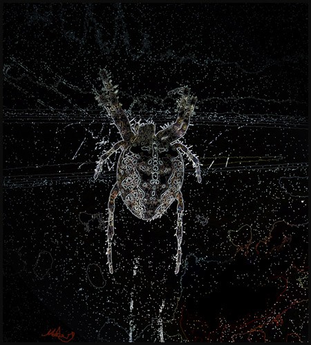 Spider