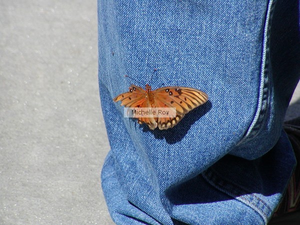 Butterfly