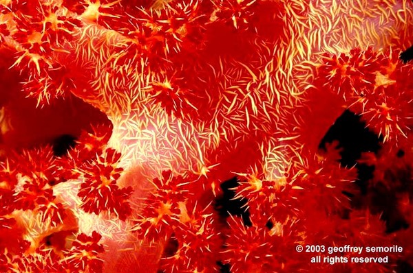 NEPTUNES FIRE