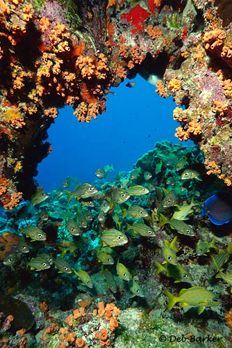 Reef Arch