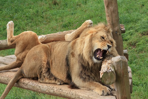 Lion wife bugging her Lion husband