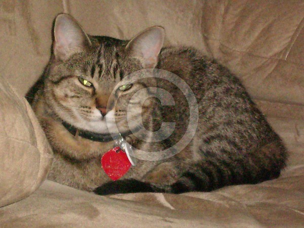 Portrait of a Cat