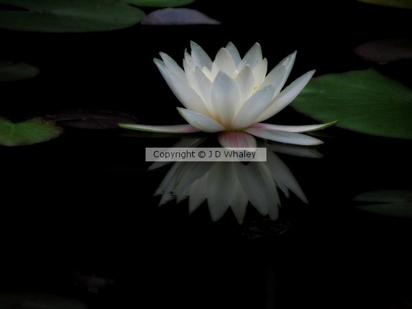 White Waterlily with reflection 3916
