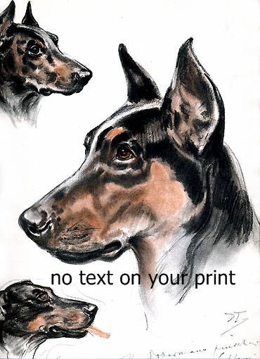 Doberman Pinscher Vintage  print from Diana Thorne