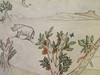 rhino