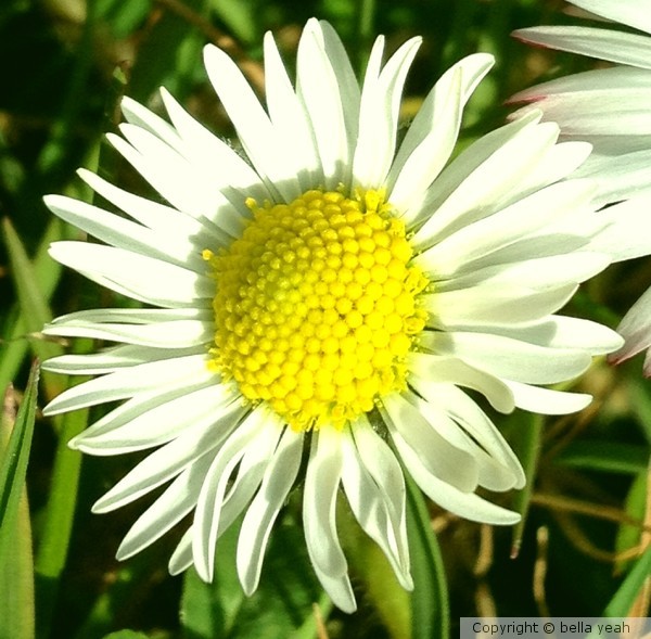 daisy, happy daisy!