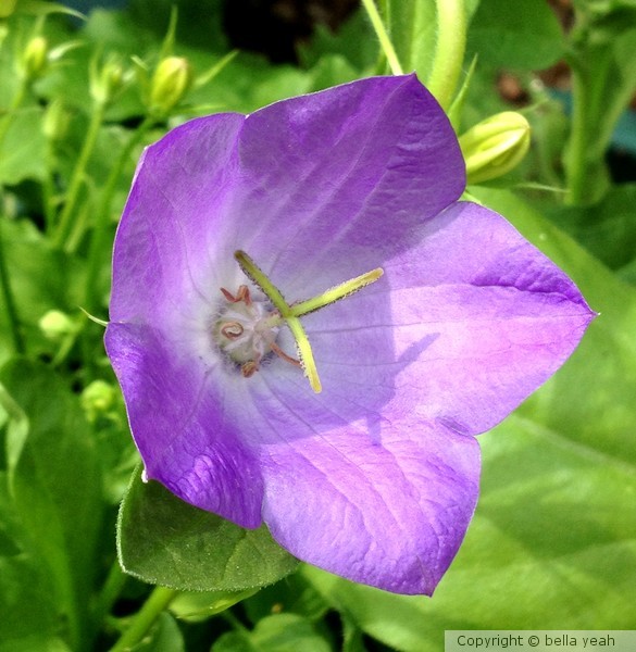 campanula, large flower