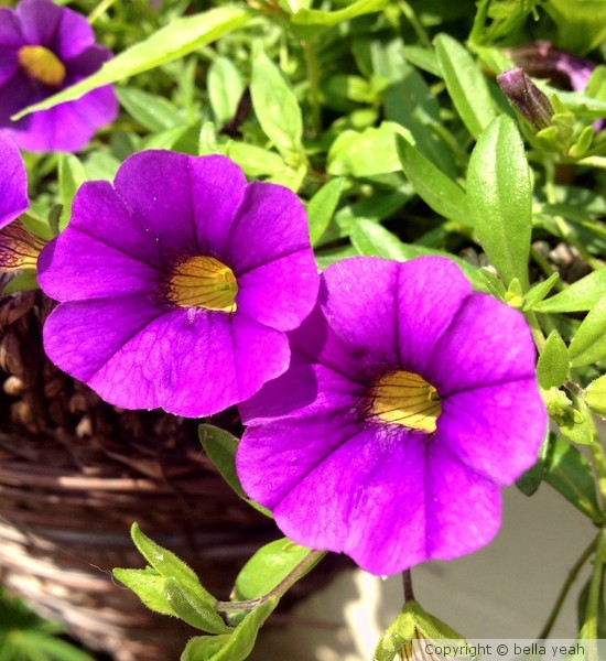 purple million bells