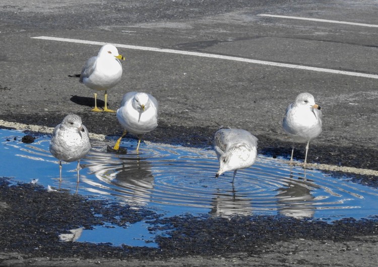 Puddle Stomping