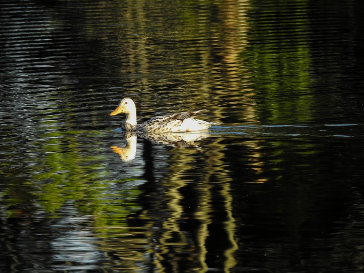 Reflections