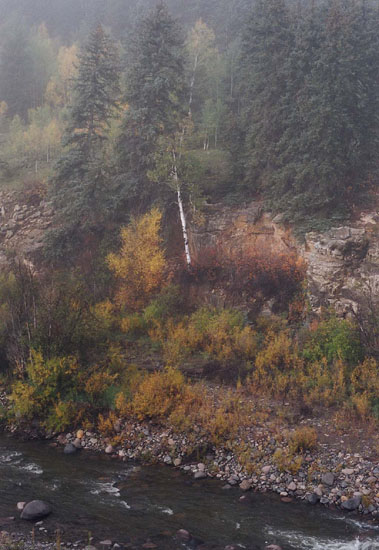 Lone Aspen