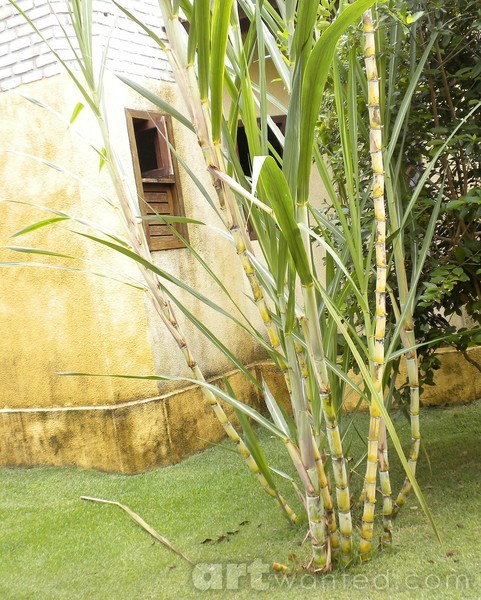 sugarcane in the backyard